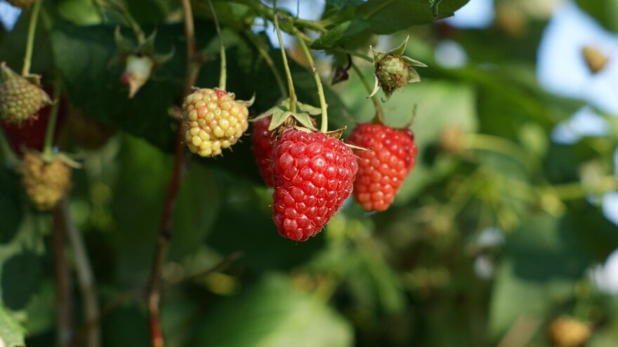 Prijavite se za sufinansiranu nabavku plastenika za zasad jagodastog voća