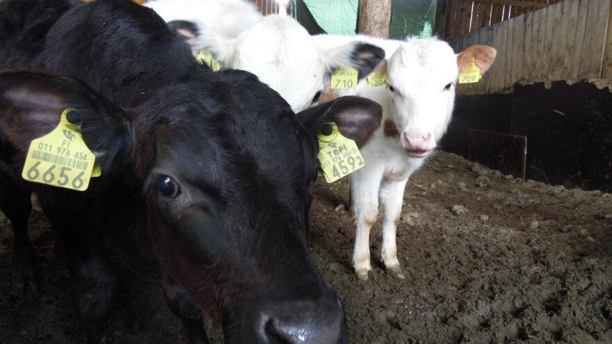 Blanka Krivankova: Sam uzgajivač je odgovoran za obilježavanje životinja na svom stadu