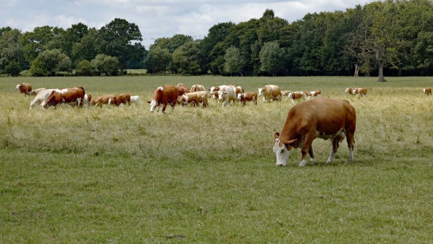 U budućnosti manje goveda zbog stakleničkih plinova: Jedino rješenje ekstenzivan uzgoj?