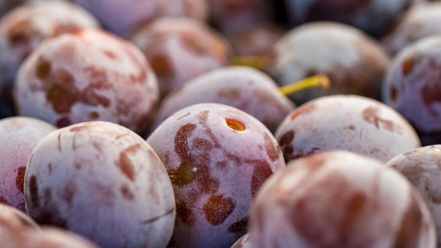 Hrvatska pojednostavila izvoz šljive iz BiH u Evropsku uniju?