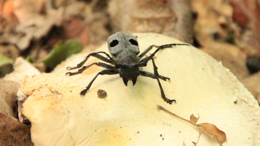 Fotografirajte jelenka ili strizibube - nagrade za dobitnike osigurao NP Sjeverni Velebit