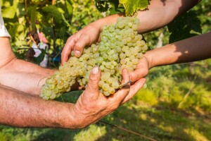 Podnesite zahtjev za podršku po modelu ruralnog razvoja