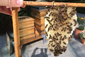 Nestašica je meda u Hercegovini - košnice selili u sjeverne dijelove