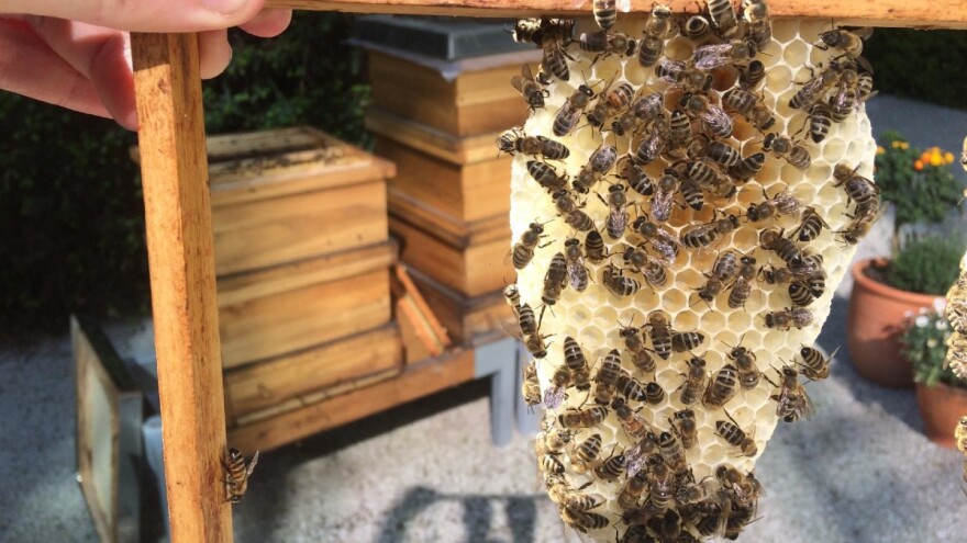 Nestašica je meda u Hercegovini - košnice selili u sjeverne dijelove