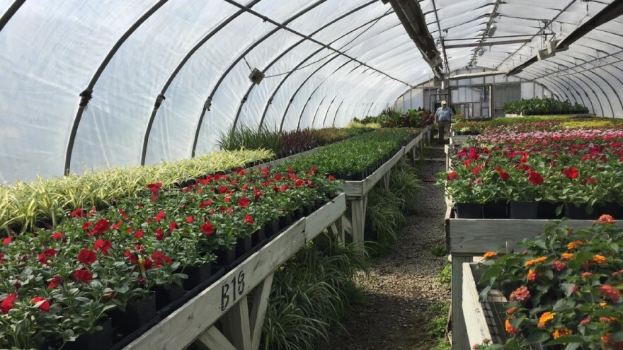 Pratite temperaturu u plasteniku i po potrebi ga zasjenite mrežom