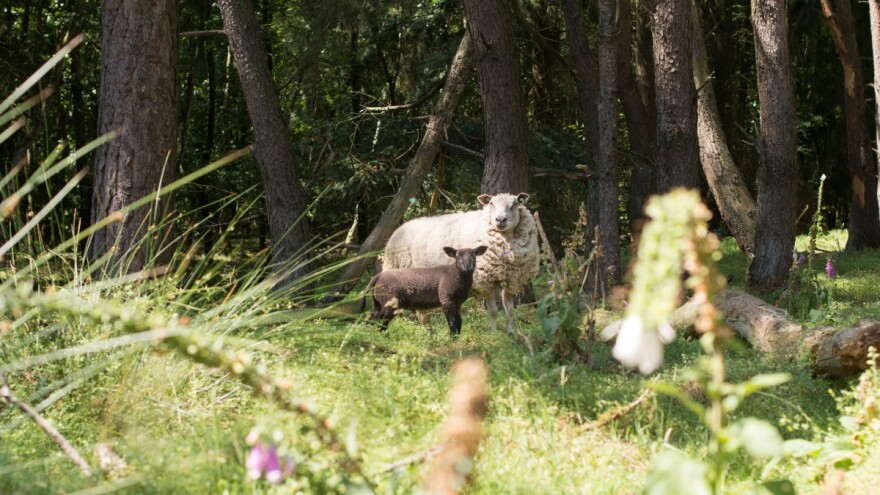 Ovce obrstile vinograd, vlasnici stada novčana kazna