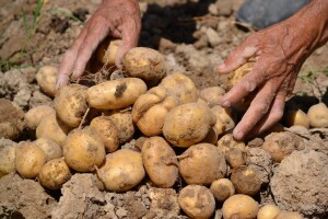 Natječaj za podmjeru 4.1., 100 milijuna kuna za izgradnju skladišnih kapaciteta za krumpir