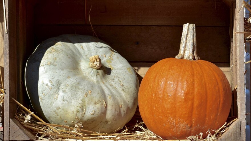 Koliko znate o uzgoju bundeve i njenoj hranljivosti?