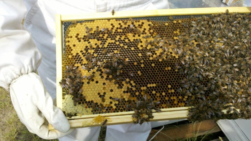 Nova tehnologija zaštite: Prah se nalazi u košnici, a pčele ga raznose na biljke