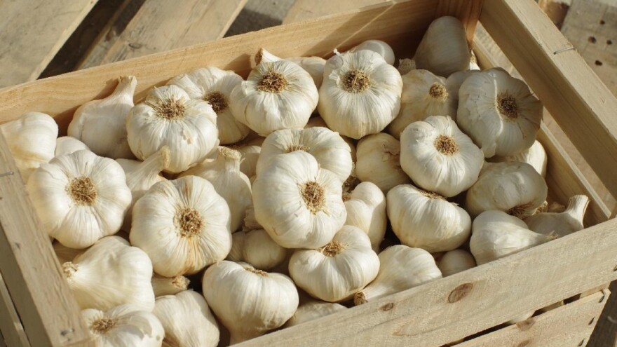 Manji uvoz i veća potražnja za domaćim, osigurali odličnu godinu za njemački bijeli luk