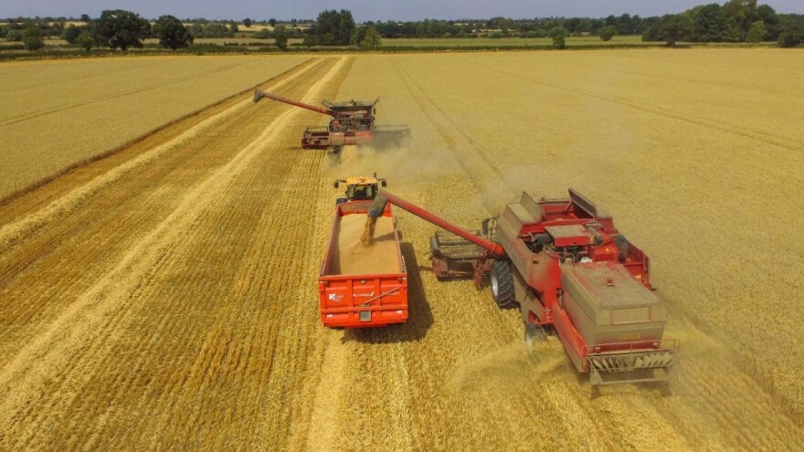 U Velikoj Britaniji počela žetva pšenice, prinosi i do 17 t/ha