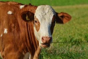 Šta donosi plan o globalnom smanjenju antibiotika na farmama do 2025. godine?