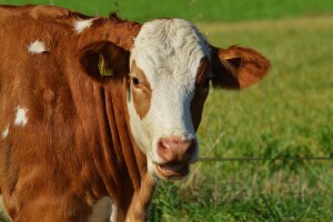 Što donosi plan o globalnom smanjenju antibiotika na farmama do 2025.?