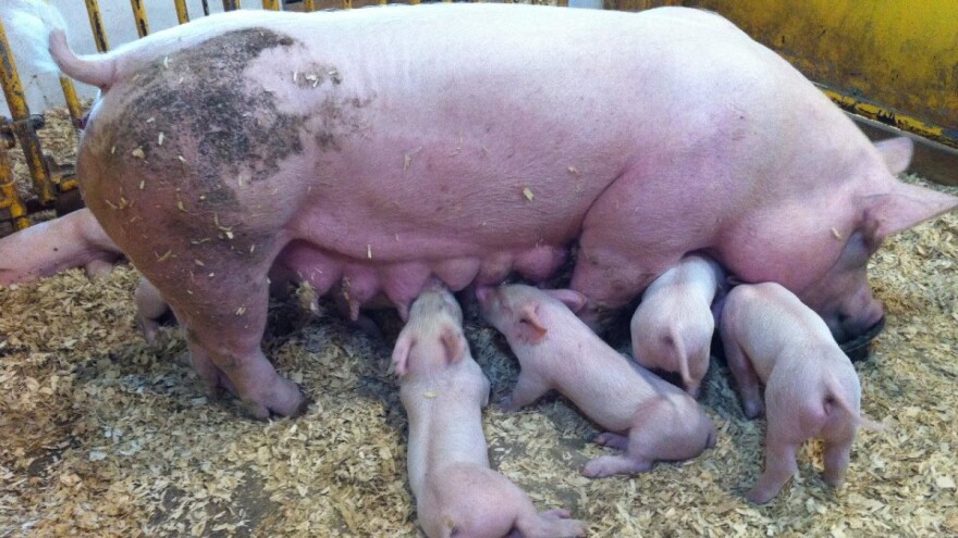 Od ostataka alkoholnog pića shōchū prave stočnu hranu: Svinje zdravije, a meso kvalitetnije