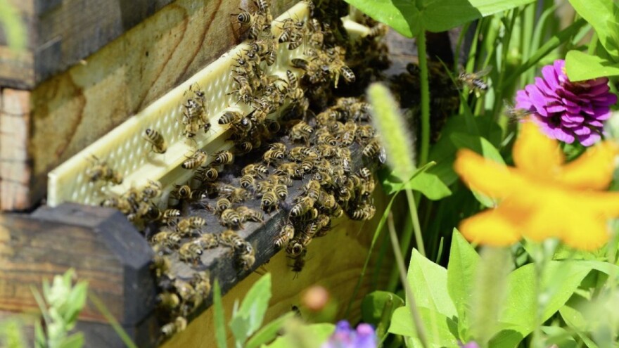 Cveće prenosi parazite pčelama, ali i obrnuto - pokazala nova studija