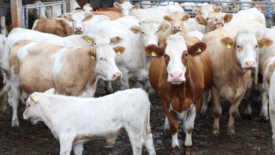 Šalju 2.000 bikova u ratnu zonu: Izvoz stoke iz Irske u Libiju krši zakone?