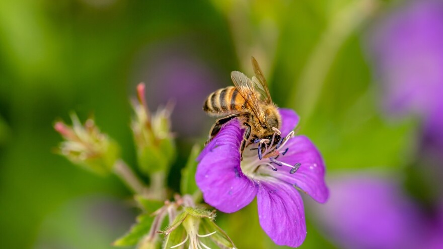 Nova tehnologija zaštite: Prah se nalazi u košnici, a pčele ga raznose na biljke