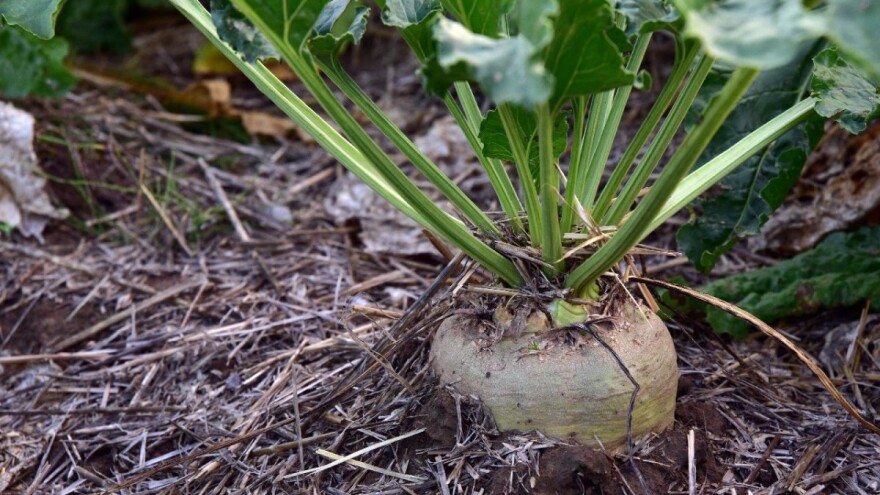 Proizvođači šećerne repe, u petak istječe rok za podnošenje zahtjeva za potporu!