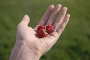 Koliko nas je sve koštalo 'crveno zlato'?