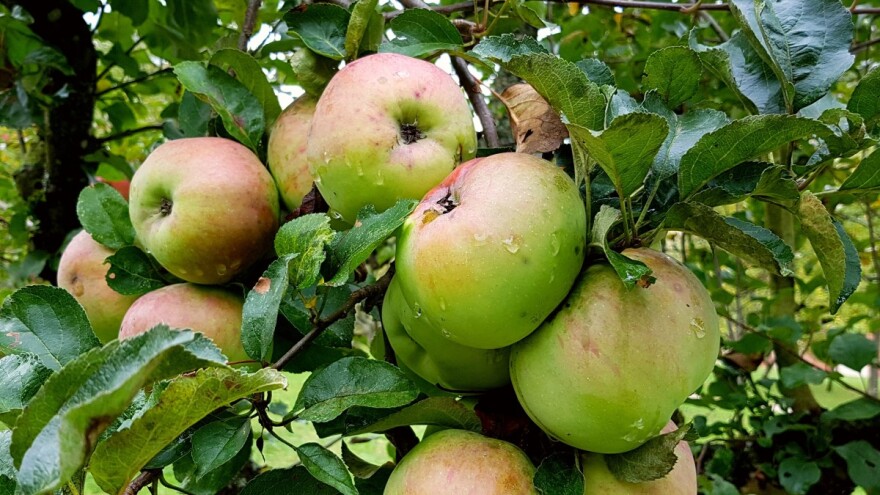 Antonija Zelenika: Godina nikad rodnija, a od viška voća pravim sokove i džemove