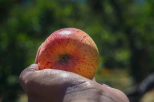 Dobra vijest pred berbu jabuke: otkupna cijena za galu iznosit će 4 kune