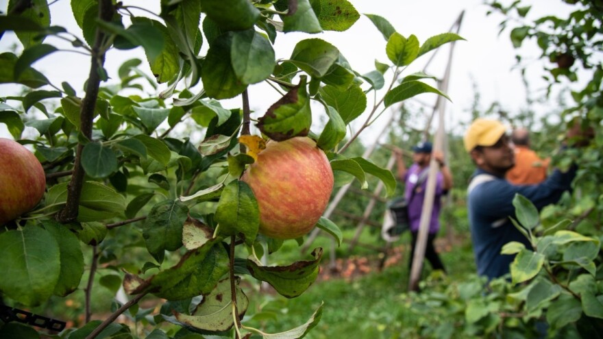 Nezadovoljni domaćim radnicima strahuju da će novi val korone spriječiti dolazak inostranih