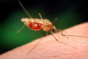 Jabučnim octom, lavandom i češnjakom protiv komaraca