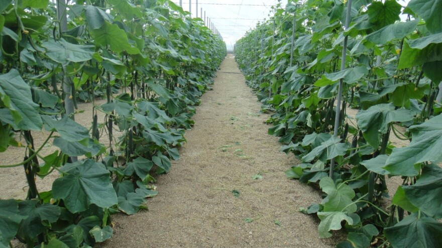 Kornišoni rekordno rodili, za prvu klasu dobiju 1,30 KM/kg