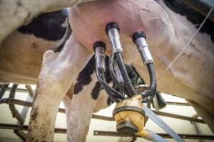 U maju porasla količina prikupljenog kravljeg mlijeka u odnosu na lani