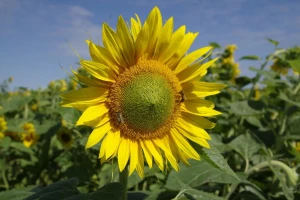 Suncokretova paša podbacila ove godine - med je ređi?