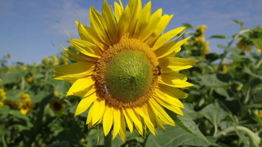 Suncokretova paša podbacila ove godine - med je ređi?