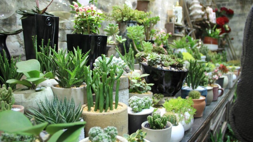 Neobične vrste sukulenata koje će ukrasiti vaš dom i okućnicu