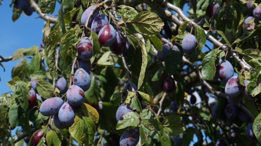 Od srijede nešto niže temperature koje će pogodovati zrenju usjeva
