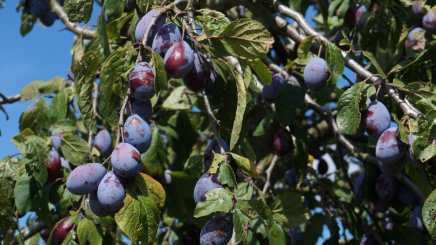 Šarka šljive je neizlječiva bolest - naučite kako ju spriječiti i prepoznati