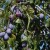 Općina Prozor-Rama pomaže revitalizaciju voćnjaka šljive za jesenju sadnju