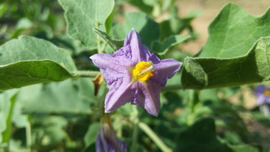 Kako spriječiti opadanje cvjetova patlidžana?