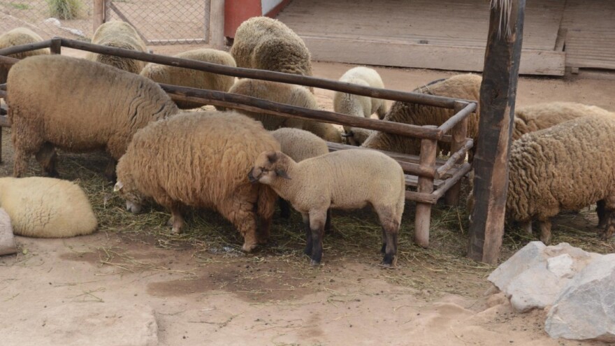Obavijest o provođenju obveznih mjera zdravstvene zaštite životinja