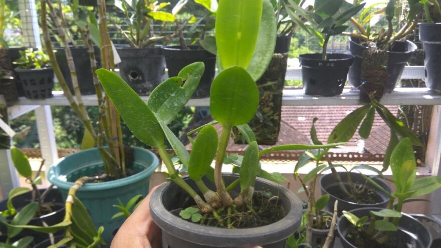 I biljke pate od 'džet lega' ako im se poremeti biološki sat