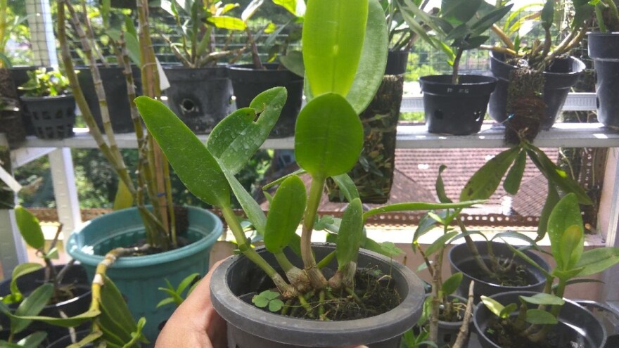 I biljke pate od "jat lega" ako im se poremeti biološki sat