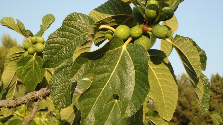 Smokve bi mogle postati novi trend istočne Hercegovine