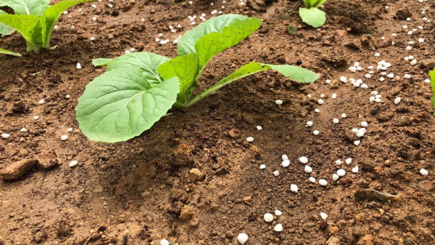 Produljen rok za prijavu poticaja za proljetnu sjetvu - isključivo za registrirane proizvođače