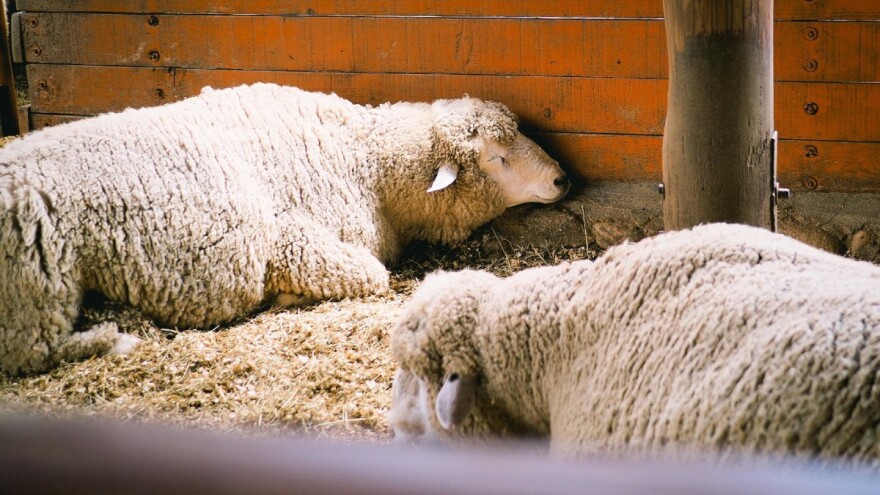 U maju u klaonicama zaklano gotovo upola manje ovaca nego godinu ranije