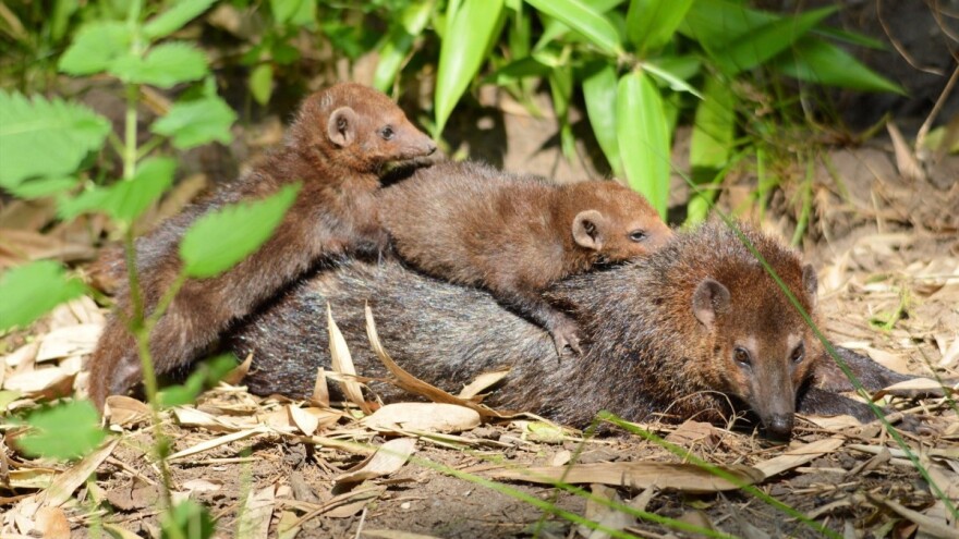 Zatvorena i posljednja najveća farma kuna zbog krzna u BiH