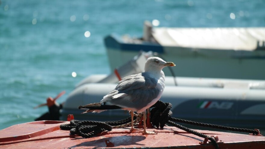 Izmet morskih ptica vrijedi milijune dolara?