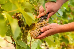 Francuska za ovu godinu prognozira veću proizvodnju vina