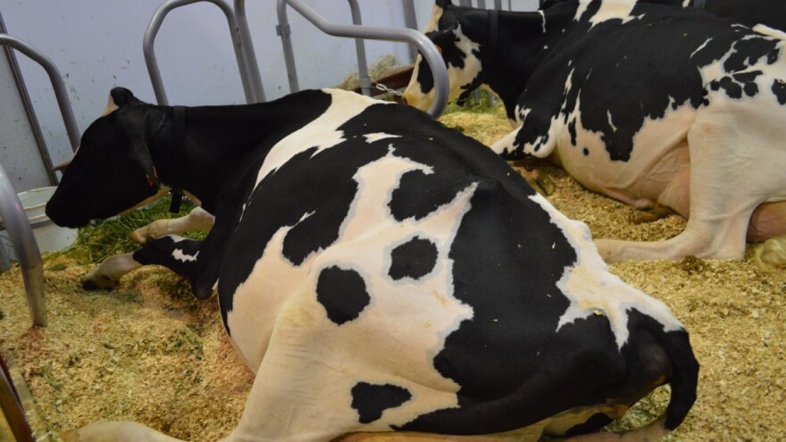 Kada i kako izvršiti remont stada muznih krava?