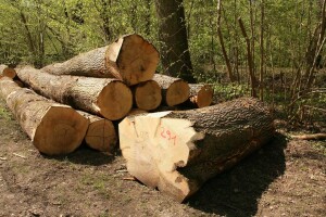 Pala proizvodnja šumskih sortimenata u drugom kvartalu 2020.