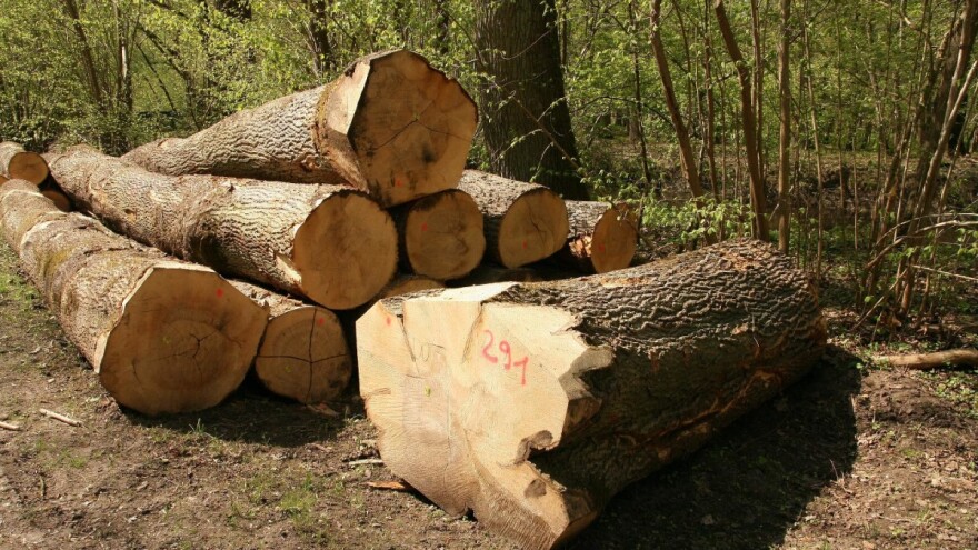 Pala proizvodnja šumskih sortimenata u drugom kvartalu 2020.