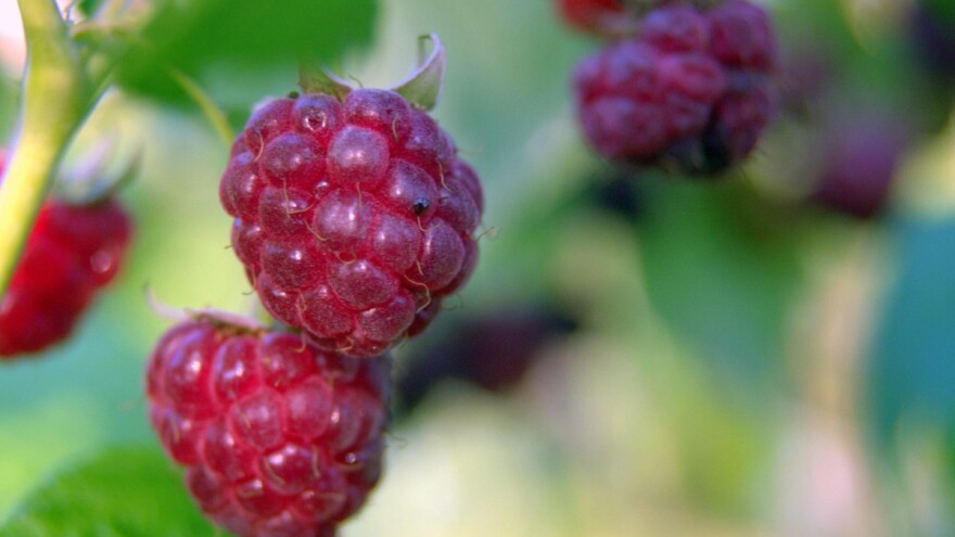 Heko Bugojno otkupljuje šumsku malinu!