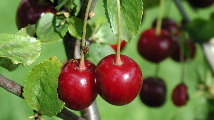 Kako učiniti proizvodnju višnje rentabilnom?